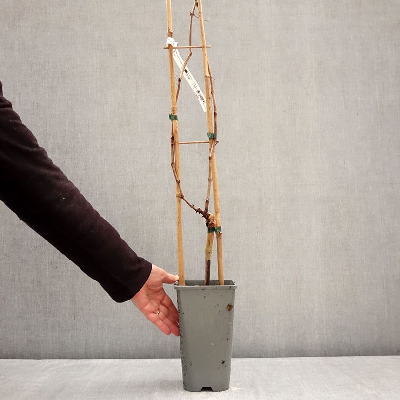 Vite Muscat Rouge de Madère Vaso da 2L/3L esemplare consegnato in inverno