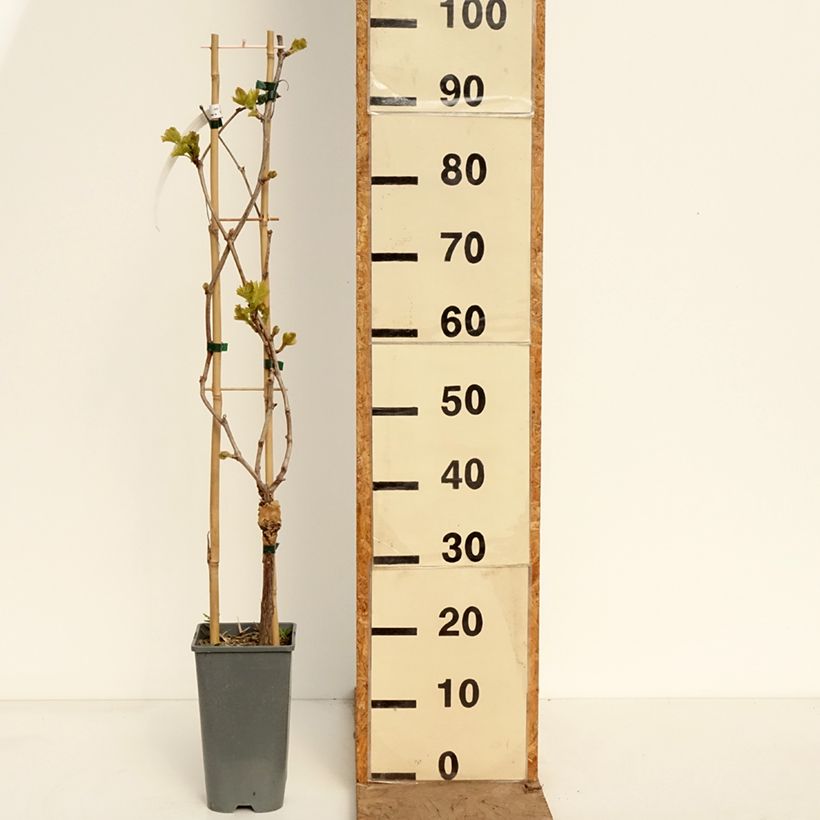 Vite Muscat Rouge de Madère Vaso da 2L/3L esemplare consegnato in primavera