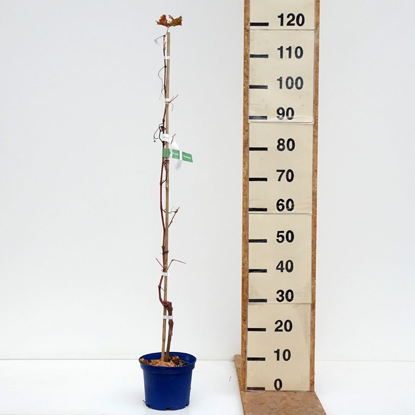 Esemplare di Vitis Nathy-Sauvignac Vign'Happy Fruitality - Vite Vaso da 3L/4L come consegnato in autunno