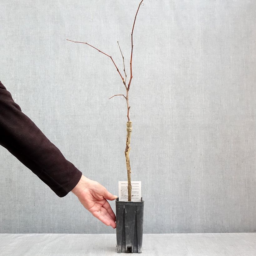 Esemplare di Vite Nebbiolo Vaso da 1,5L/2L come consegnato in autunno