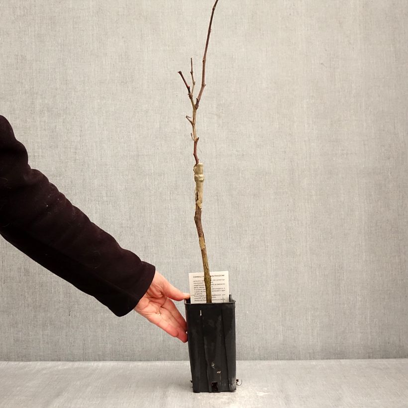 Vite Nebbiolo Vaso da 1,5L/2L esemplare consegnato in inverno