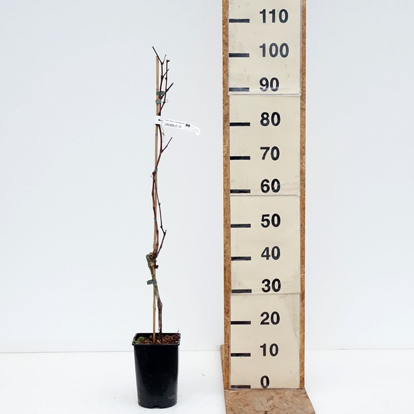 Vite New York Muscat Vaso da 2L/3L esemplare consegnato in inverno