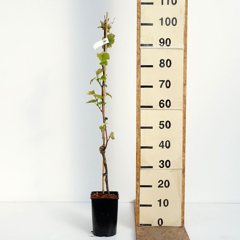 Vite New York Muscat Vaso da 2L/3L esemplare consegnato in primavera