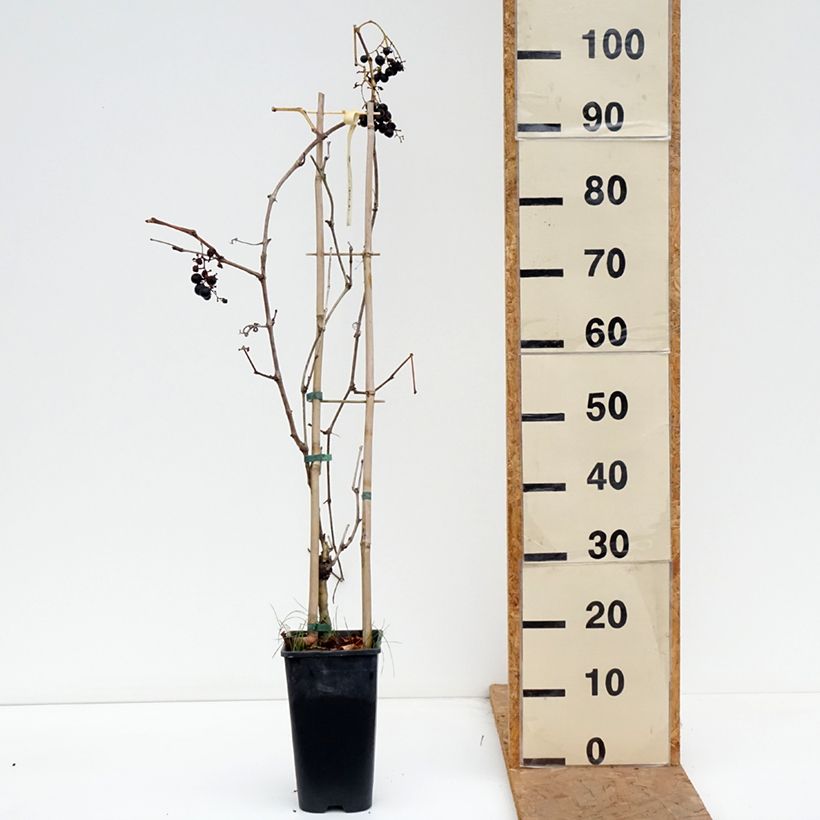 Esemplare di Vite Petit Verdot Vaso da 2L/3L come consegnato in autunno