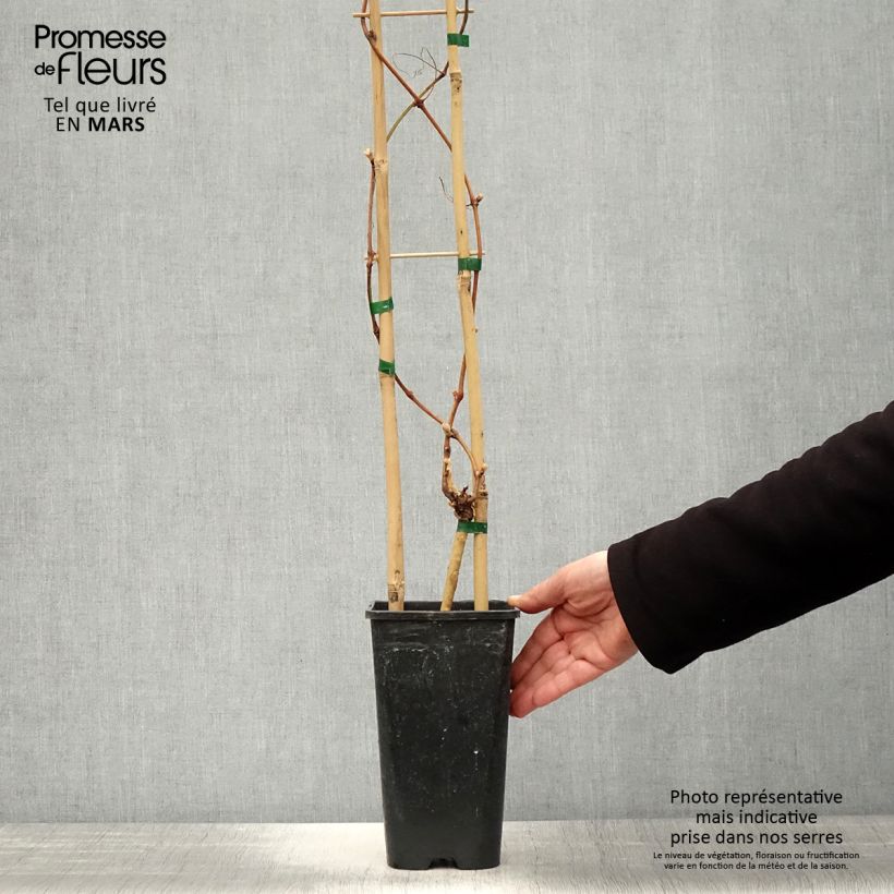 Vite Petit Verdot Vaso da 2L/3L esemplare consegnato in primavera