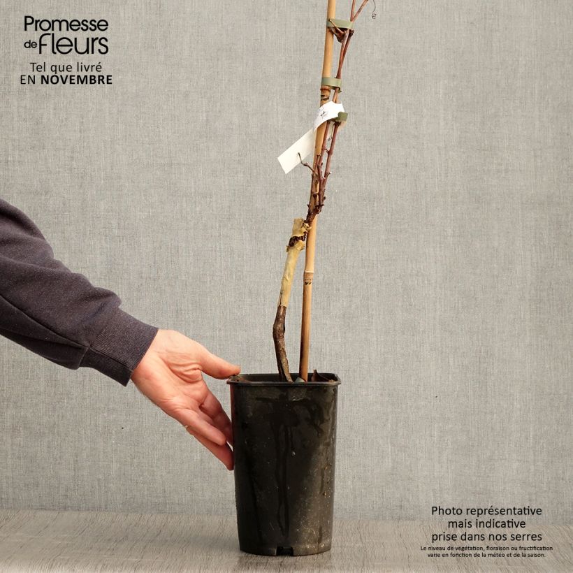 Esemplare di Vite Pied de Perdrix Vaso da 2L/3L come consegnato in autunno