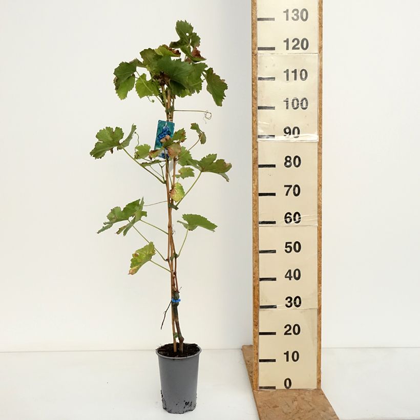 Esemplare di Vite Regent Vaso da 2L/3L come consegnato in autunno