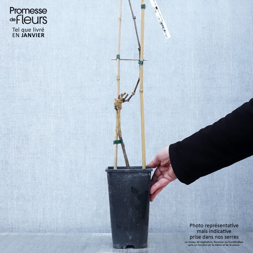 Vite Riesling Vaso da 1,5L/2L esemplare consegnato in inverno