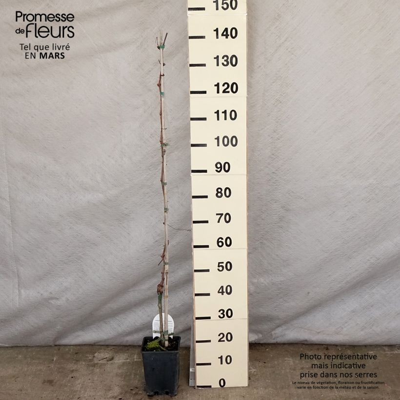 Vite Aperina Rossa Vaso da 3L/4L esemplare consegnato in primavera