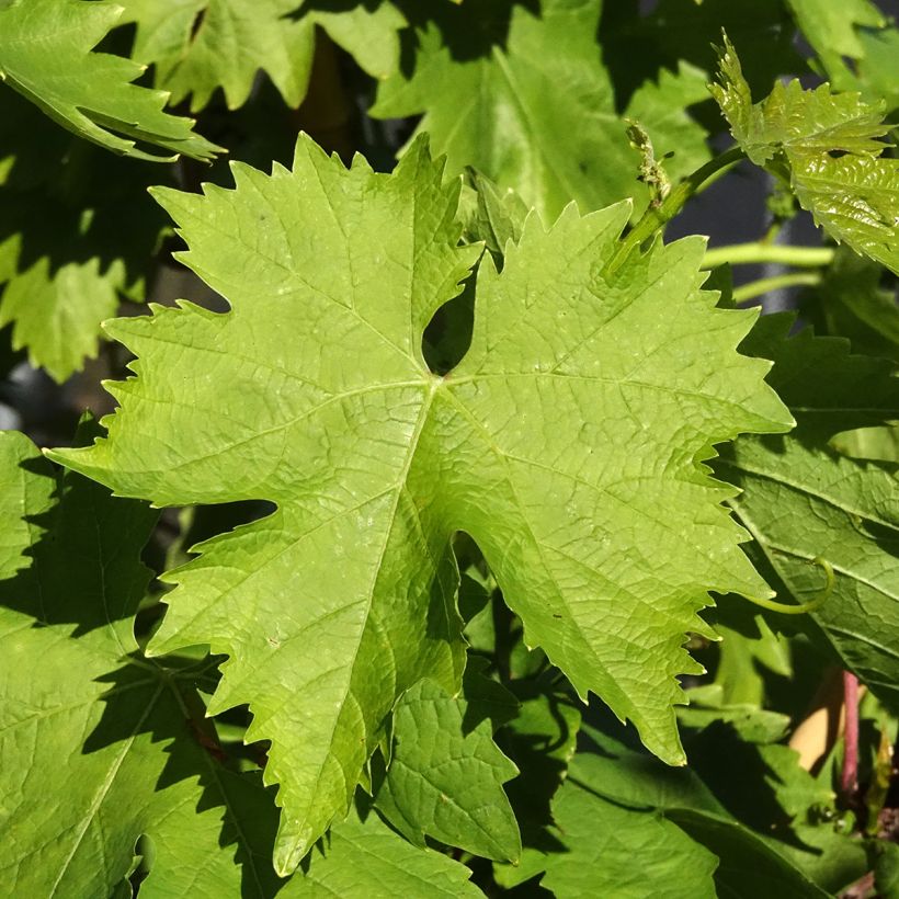 Vite Aperina bianca (Fogliame)