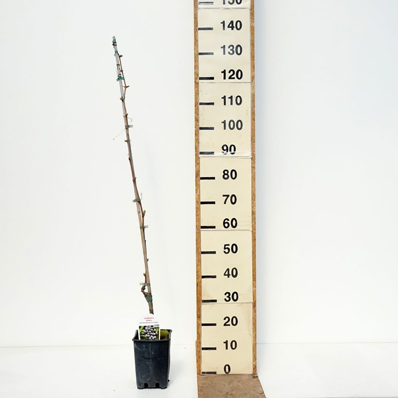 Vite Aperina Nera Vaso da 1,5L/2L esemplare consegnato in primavera