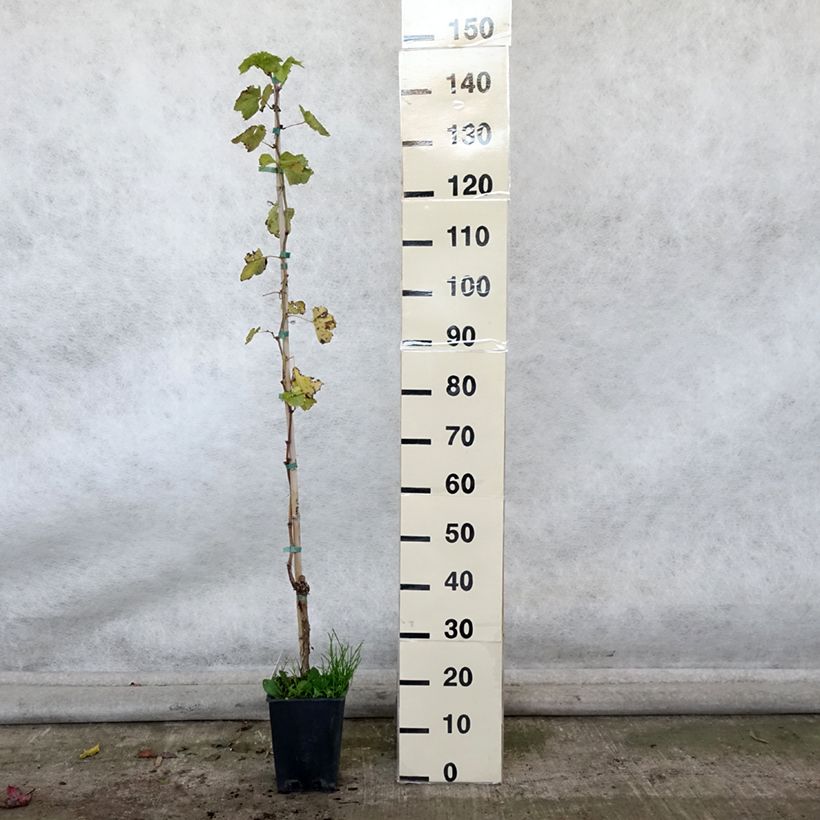Esemplare di Vite da tavola Sultanina Bianca (Thomson seedless) Vaso da 1,5L/2L come consegnato in autunno