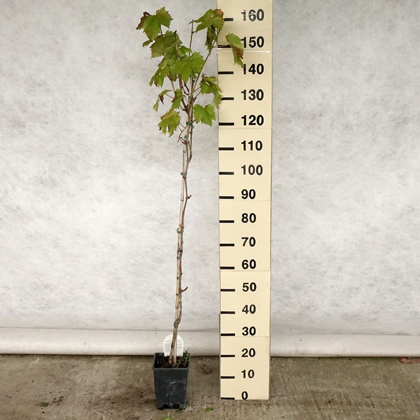Esemplare di Vite da tavola Sultanina Bianca (Thomson seedless) Vaso da 1,5L/2L consegnato in estate
