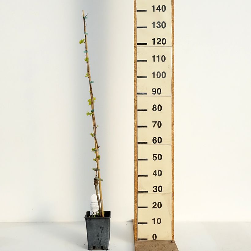 Vite da tavola Sultanina Bianca (Thomson seedless) Vaso da 1,5L/2L esemplare consegnato in primavera