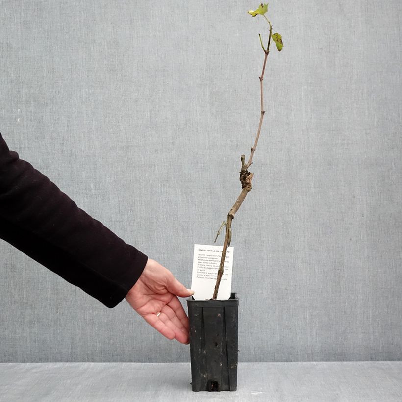 Esemplare di Vite Sauvignon Blanc Vaso da 1L/1,5L come consegnato in autunno