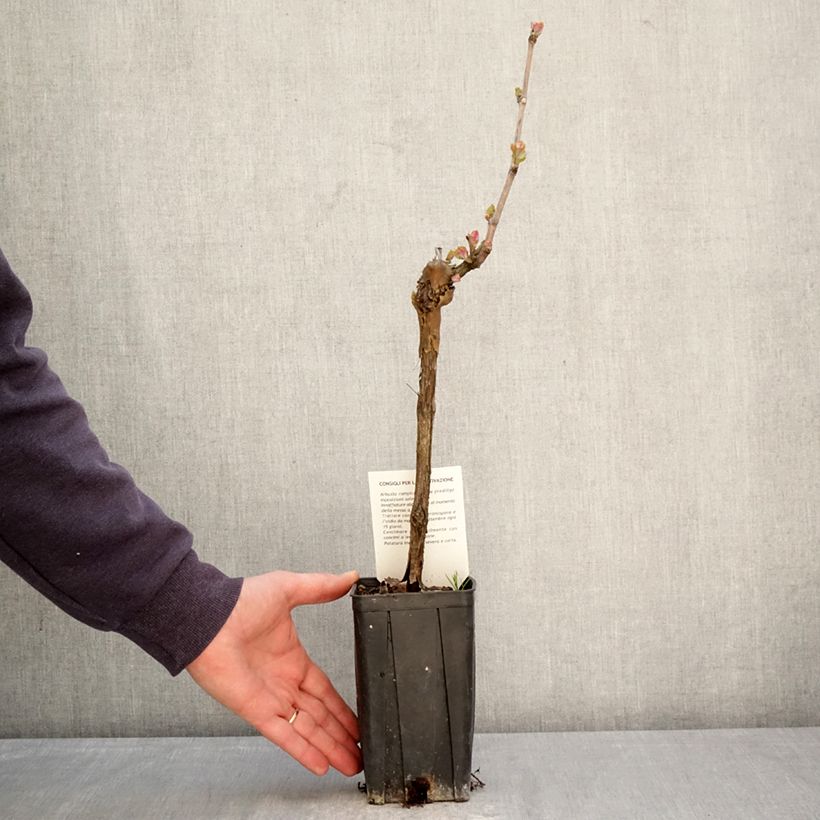 Vite Sauvignon Blanc Vaso da 1L/1,5L esemplare consegnato in primavera