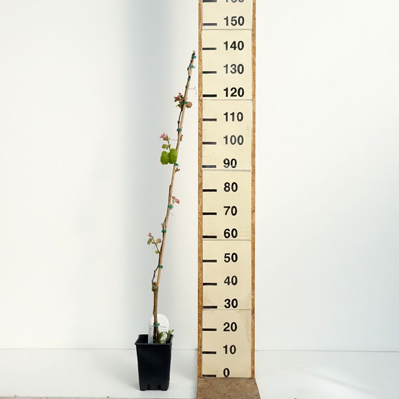 Vite Smeralda Vaso da 1,5L/2L esemplare consegnato in primavera