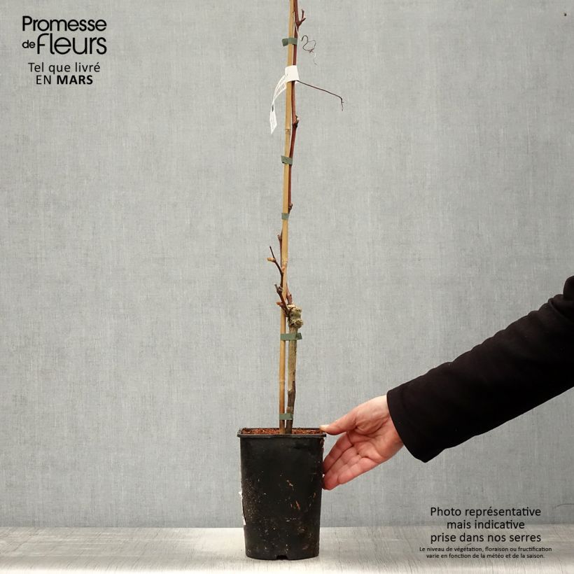 Vitis Solara - Vite Vaso da 2L/3L esemplare consegnato in primavera