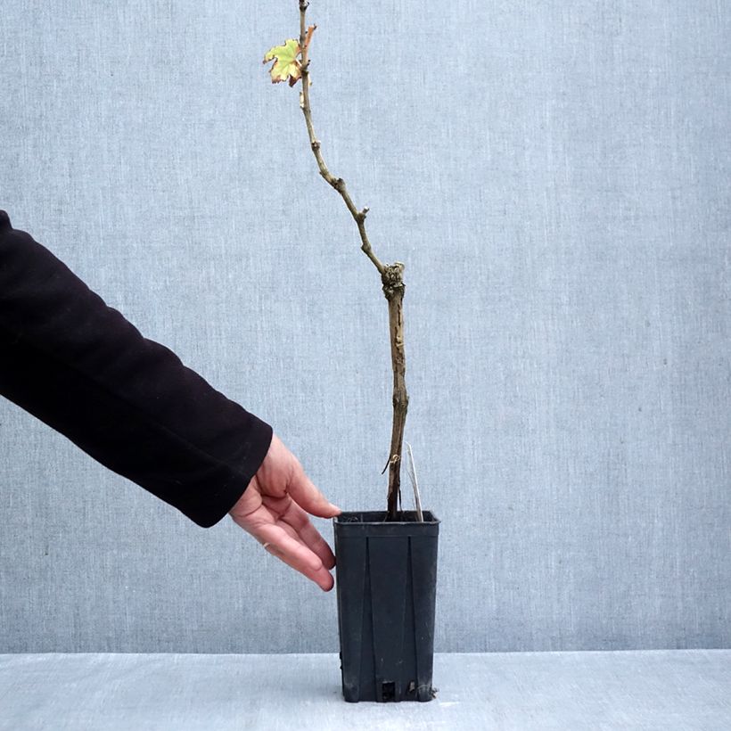 Esemplare di Vite Timorasso Vaso da 1,5L/2L come consegnato in autunno