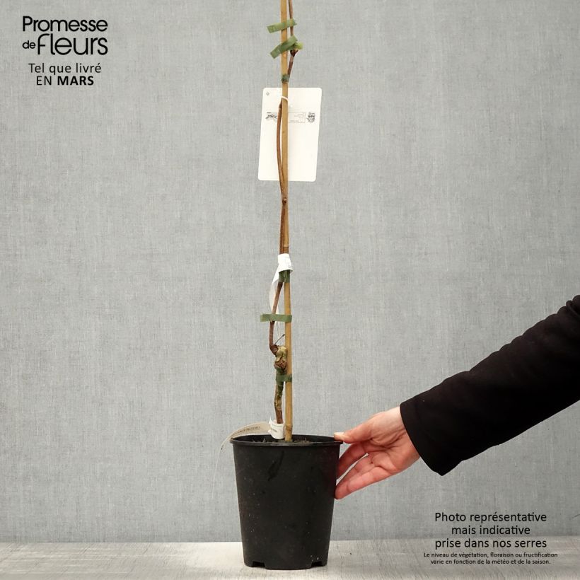 Vite da tavola VENUS Vaso da 1,5L/2L esemplare consegnato in primavera