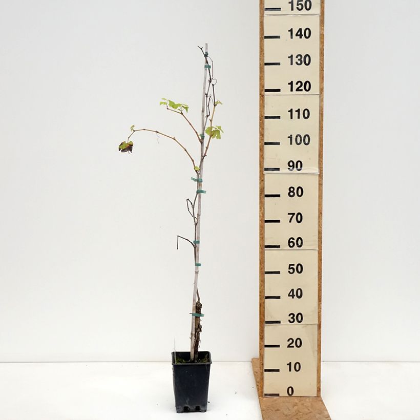 Esemplare di Vite Verdea blanche Vaso da 1,5L/2L come consegnato in autunno