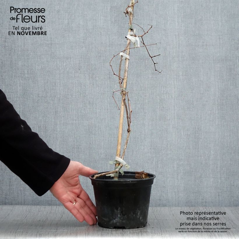 Esemplare di Ampelopsis brevipedunculata Elegans Vaso da 1,5L/2L come consegnato in autunno