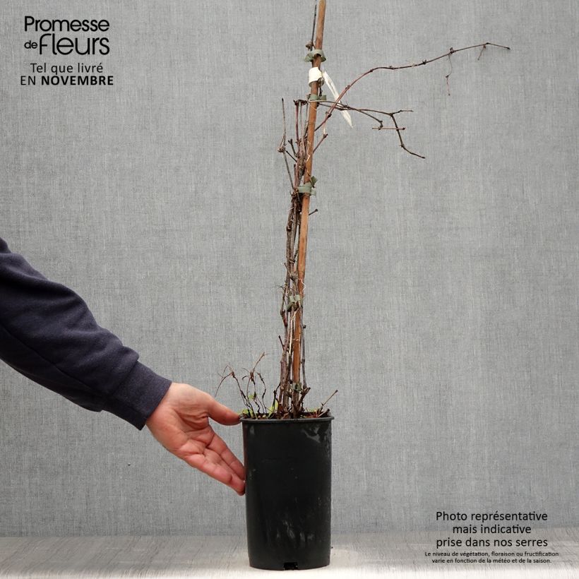 Esemplare di Ampelopsis brevipedunculata Elegans Vaso da 3L/4L come consegnato in autunno