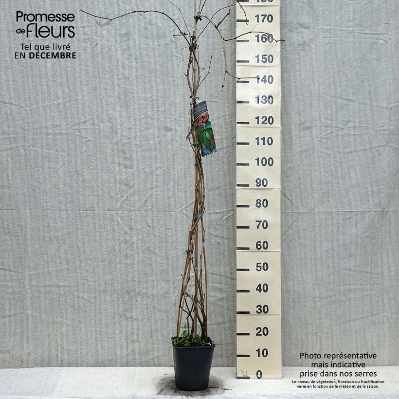 Parthenocissus viteacea - Vite inserita Vaso da 4L/5L esemplare consegnato in inverno