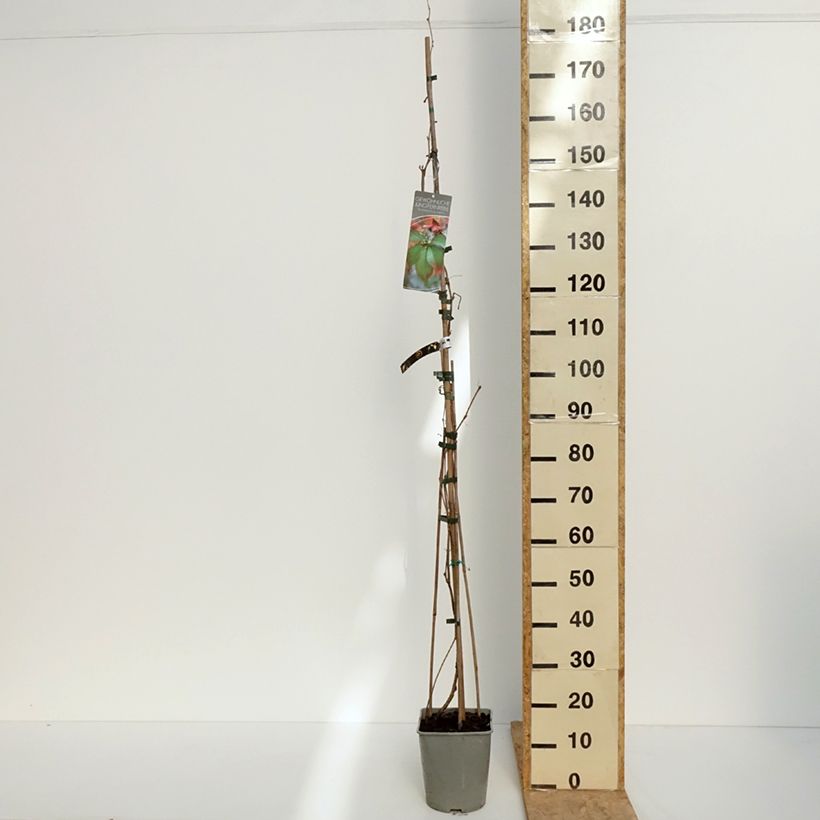 Parthenocissus viteacea - Vite inserita Vaso da 4L/5L esemplare consegnato in primavera