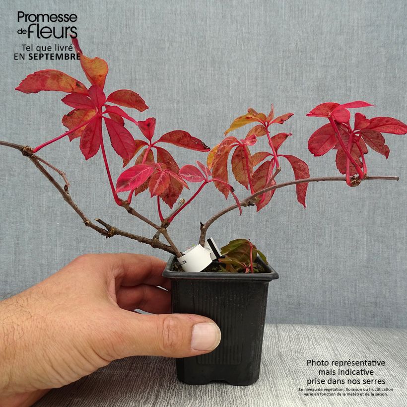 Esemplare di Parthenocissus henryana - Vite del Canada Vasetto da 8/9 cm come consegnato in autunno