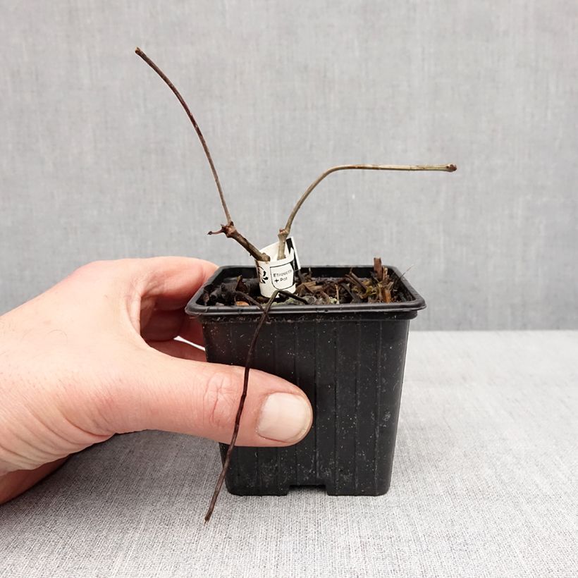 Parthenocissus henryana - Vite del Canada Vasetto da 8/9 cm esemplare consegnato in inverno