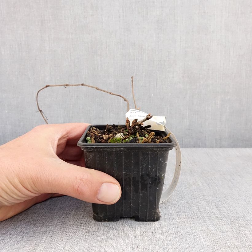 Parthenocissus henryana - Vite del Canada Vasetto da 8/9 cm esemplare consegnato in primavera