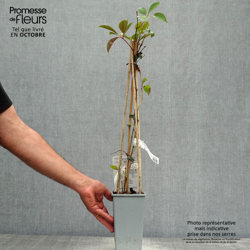 Esemplare di Parthenocissus henryana - Vite del Canada Vaso da 2L/3L come consegnato in autunno