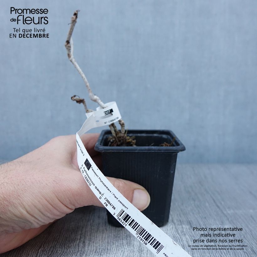 Esemplare di Parthenocissus quinquefolia Engelmannii - Vite americana Vasetto da 8/9 cm come consegnato in autunno
