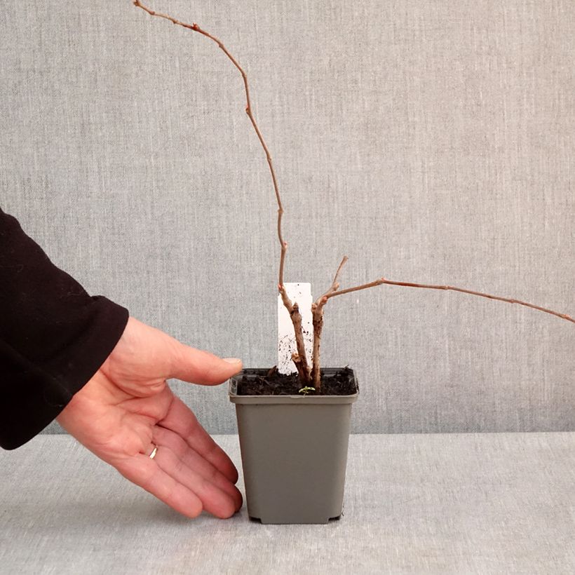 Parthenocissus quinquefolia Engelmannii - Vite americana Vasetto da 8/9 cm esemplare consegnato in primavera