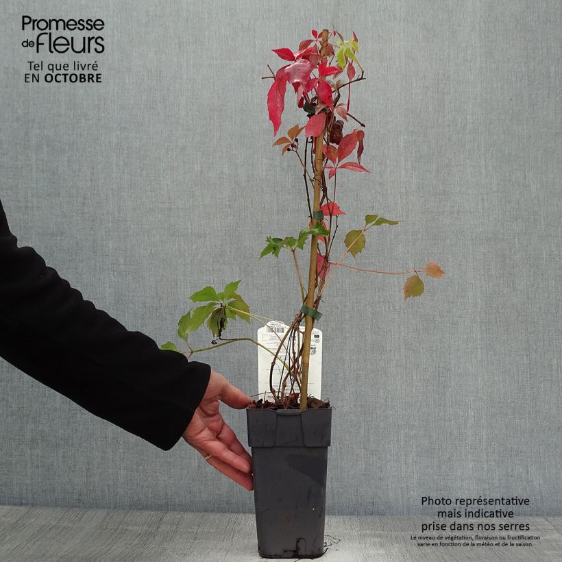 Esemplare di Parthenocissus quinquefolia Engelmannii - Vite americana Vaso da 2L/3L come consegnato in autunno