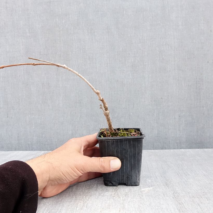 Esemplare di Parthenocissus quinquefolia Kirigami - Vite americana Vasetto da 8/9 cm come consegnato in autunno