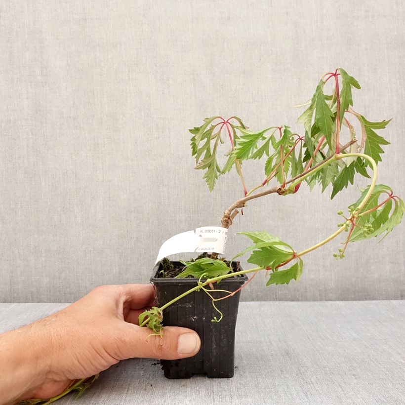 Parthenocissus quinquefolia Kirigami - Vite americana Vasetto da 8/9 cm esemplare consegnato in primavera