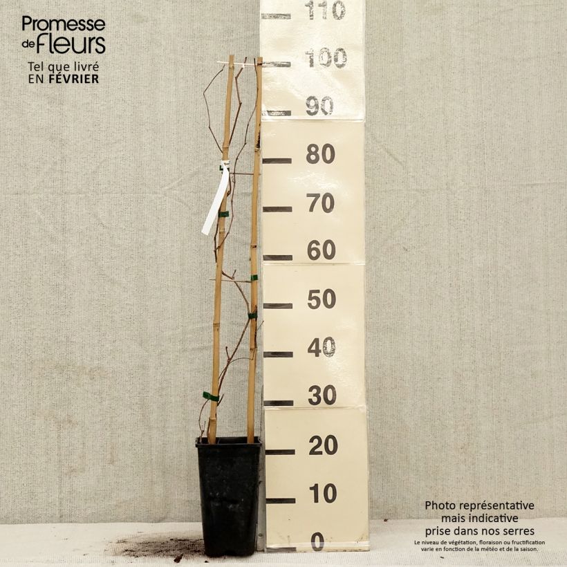 Parthenocissus quinquefolia Murorum - Vite americana Vaso da 1,5L/2L esemplare consegnato in inverno