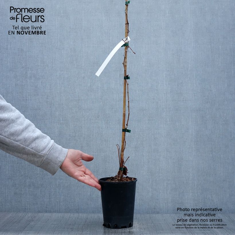 Esemplare di Parthenocissus quinquefolia Murorum - Vite americana Vaso da 3L/4L come consegnato in autunno