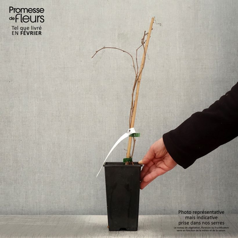 Parthenocissus quinquefolia Murorum - Vite americana Vaso da 3L/4L esemplare consegnato in inverno