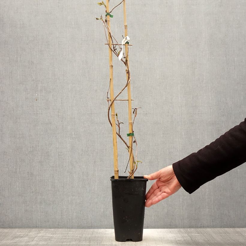 Parthenocissus quinquefolia Murorum - Vite americana Vaso da 3L/4L esemplare consegnato in primavera