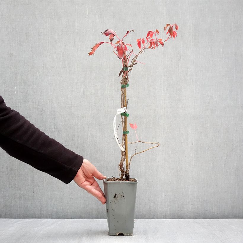 Esemplare di Parthenocissus quinquefolia Murorum - Vite americana Vaso da 1,5L/2L come consegnato in autunno