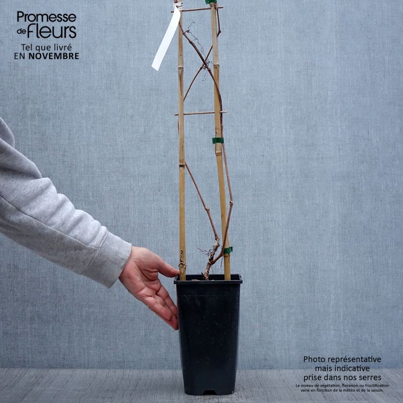 Esemplare di Parthenocissus quinquefolia Red wall Troki - Vite americana Vaso da 2L/3L come consegnato in autunno