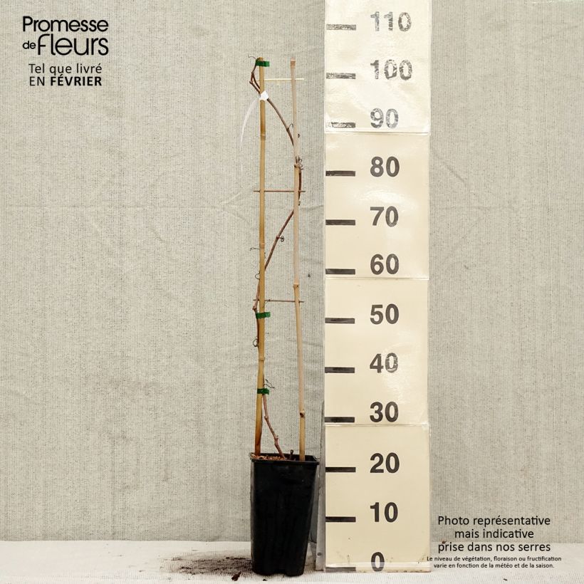 Parthenocissus quinquefolia Red wall Troki - Vite americana Vaso da 2L/3L esemplare consegnato in inverno