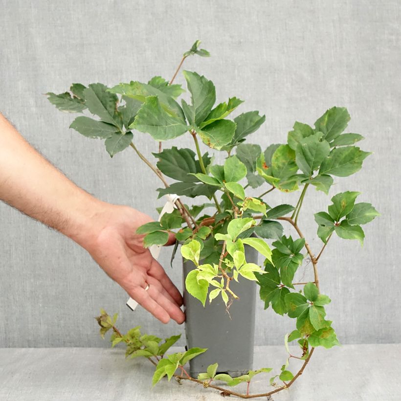 Esemplare di Parthenocissus quinquefolia Yellow Wall - Vite americana Vaso da 1,5L/2L consegnato in estate