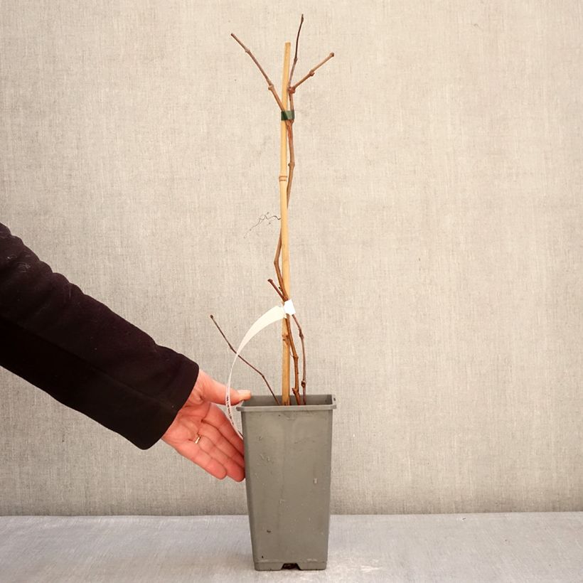 Parthenocissus quinquefolia Yellow Wall - Vite americana Vaso da 1,5L/2L esemplare consegnato in inverno