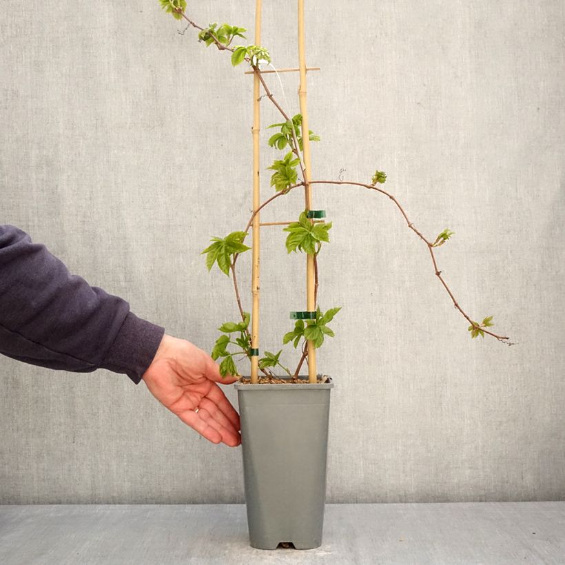 Parthenocissus quinquefolia Yellow Wall - Vite americana Vaso da 1,5L/2L esemplare consegnato in primavera