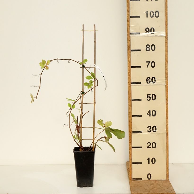 Esemplare di Parthenocissus quinquefolia Yellow Wall - Vite americana Vaso da 3L/4L come consegnato in autunno