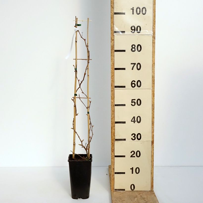 Parthenocissus quinquefolia Yellow Wall - Vite americana Vaso da 3L/4L esemplare consegnato in primavera